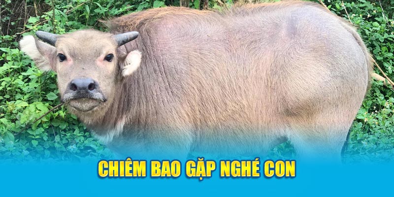 Chiêm bao gặp nghé con