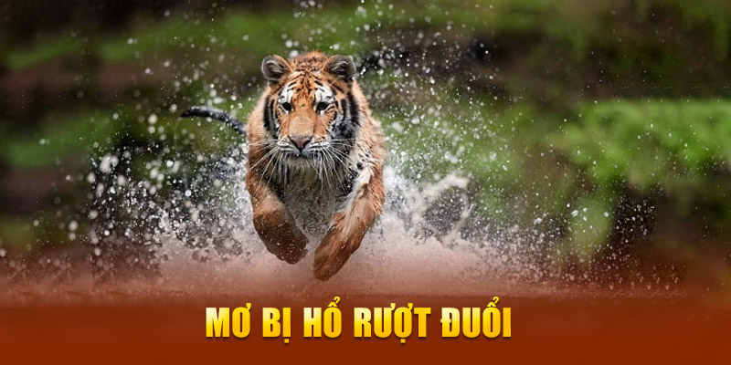 Mơ bị hổ rượt đuổi