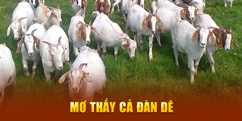 Mơ thấy cả đàn dê